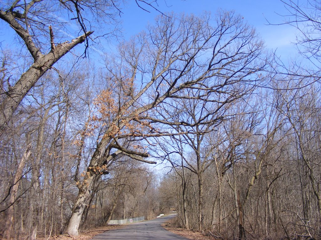 "Grand Old Oak" - Spring view of Spring Valley Park, Kalamazoo, MI, Иствуд