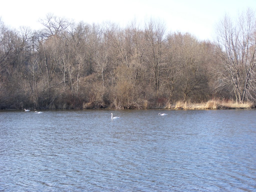 Swans at Spring Valley Park, Kalamazoo, MI, Иствуд