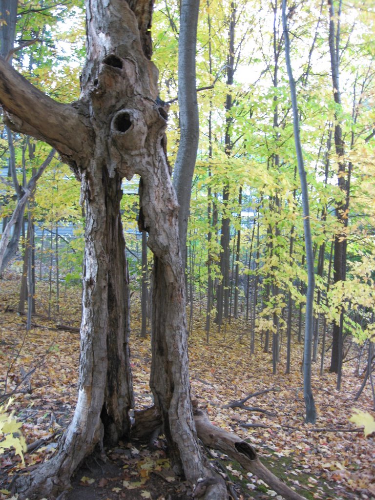 Calvin College Nature Preserve Hollow Tree, Кентвуд