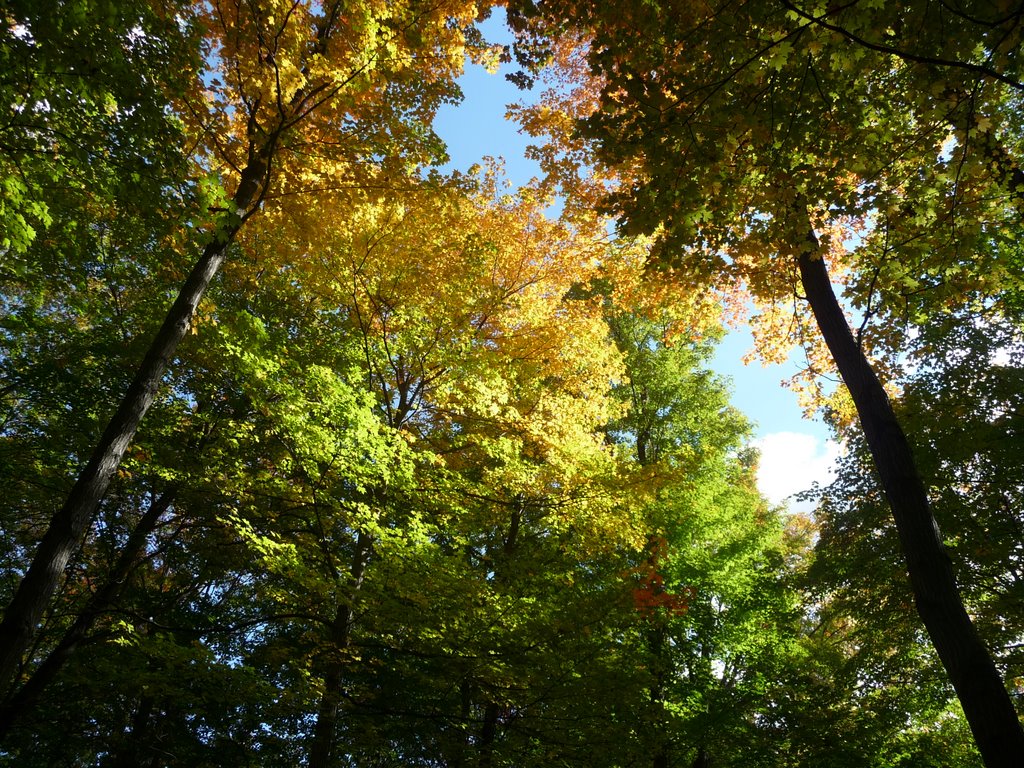 The splendor of Fall in Michigan, Кентвуд