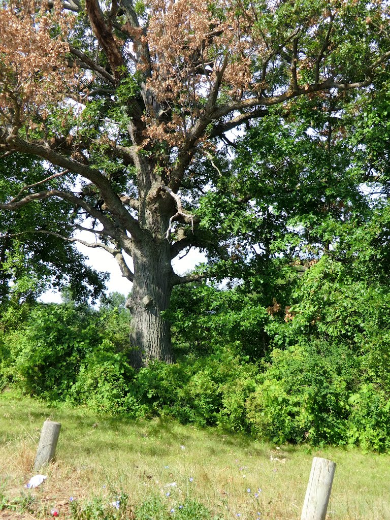 Old Tree, Клинтон