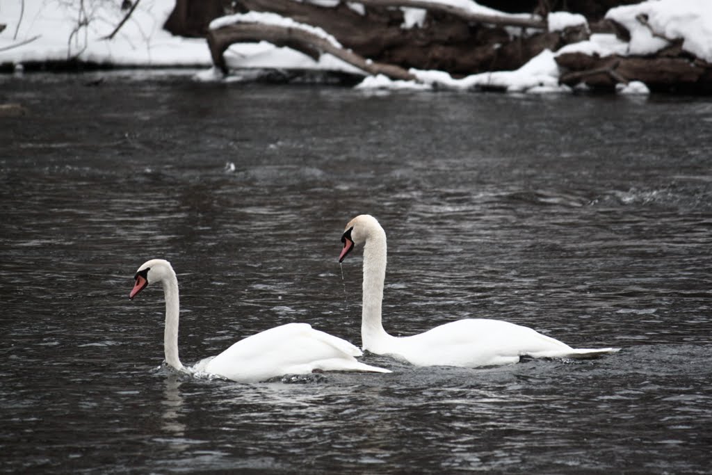 Swans, Монтроз