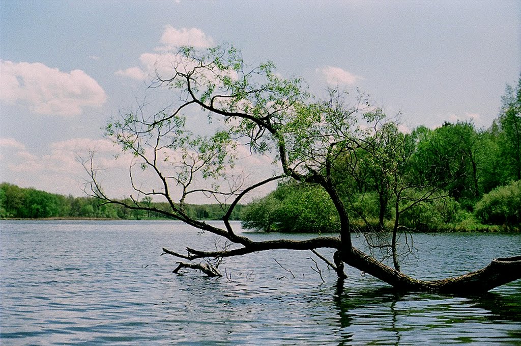 Water Tree, Монтроз