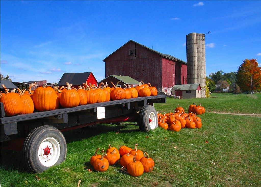 Fall pumpkin crop, Монтроз