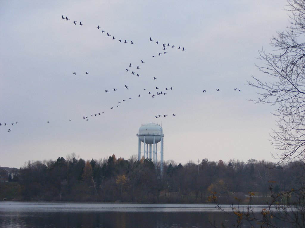 Migrating Birds Flying in Spring Valley Park, Kalamazoo, MI, Парчмент