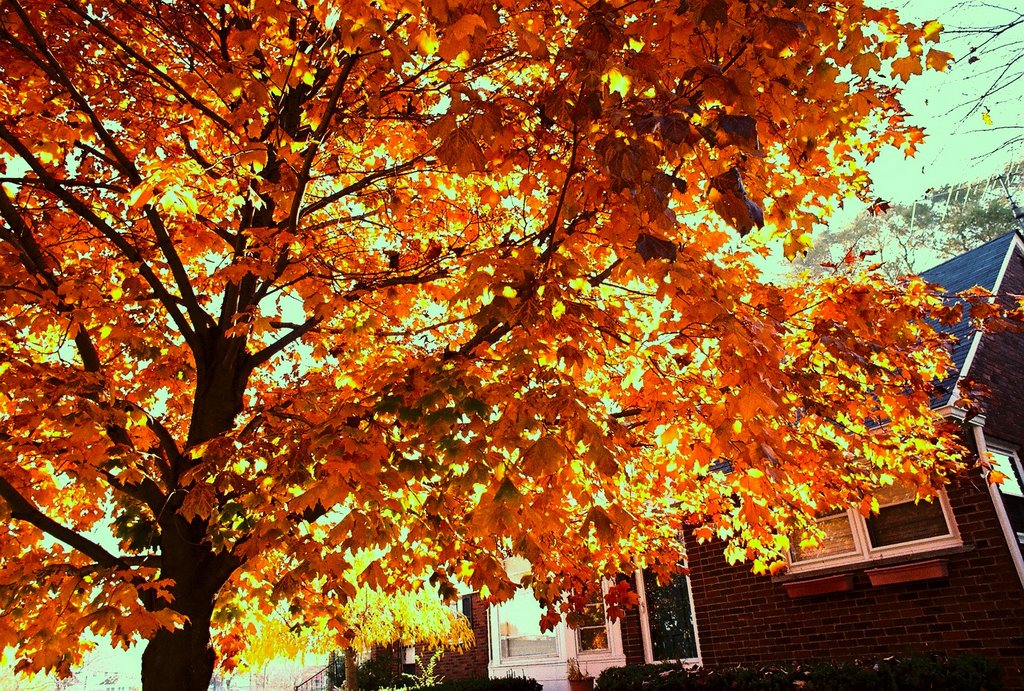 Autumn Colors Harper Woods Michigan USA, Харпер-Вудс
