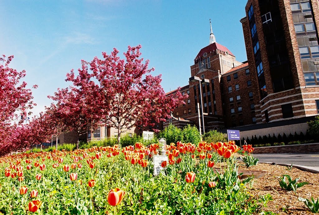 Tulips abloom in May in front of Saint John Hospital Detroit Michigan USA, Харпер-Вудс