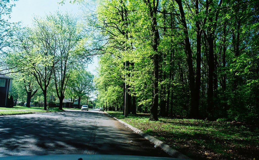 Forest in Balduck Park near Marquette Elementary School Detroit Michigan USA, Харпер-Вудс