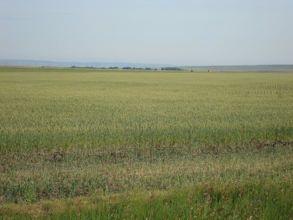 Wheat field - MT (07/2009), Гласгоу
