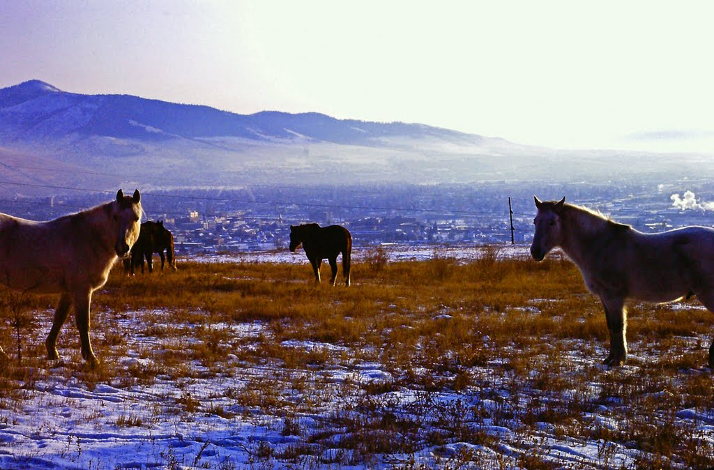Horses above Missoula Valley, Миссоула