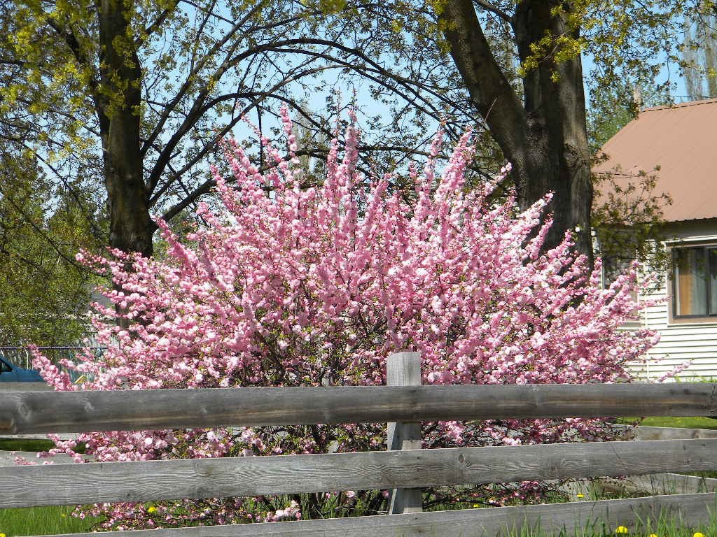 Spring Bloom, Эвергрин
