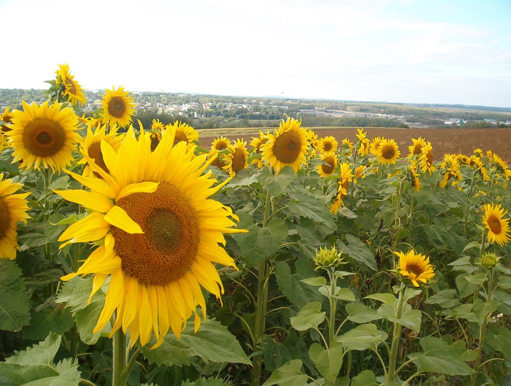 Caribou Sunflower2, Горхам