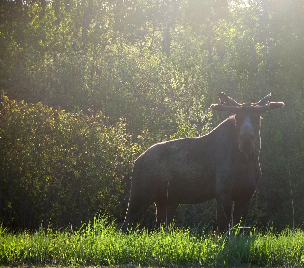 Early morning moose, Горхам