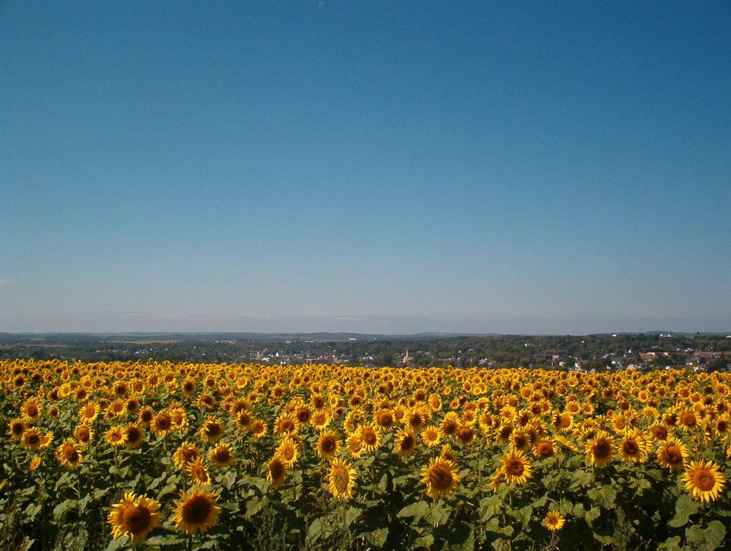 Caribou Sunflower, Фалмаут