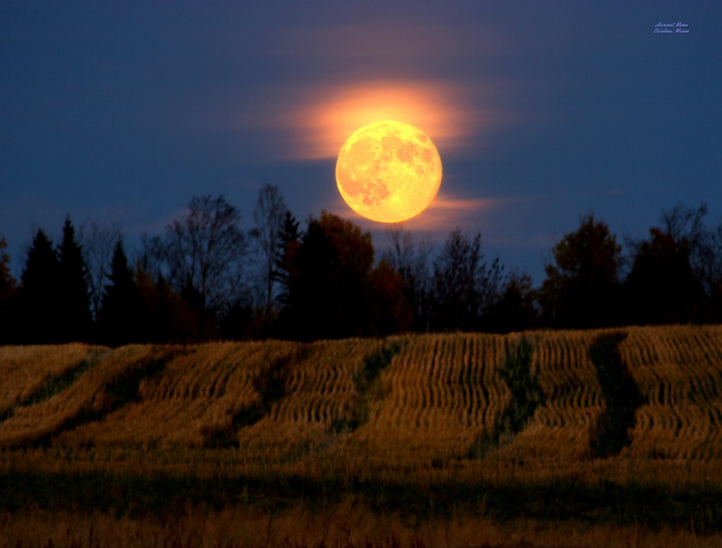 Harvest Moon, Фалмаут