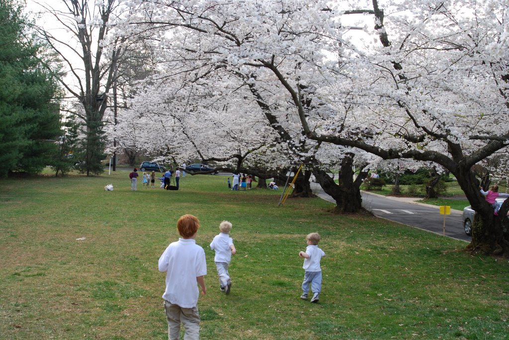 Kenwood Cherry Blossoms, Bethesda, MD, Бетесда