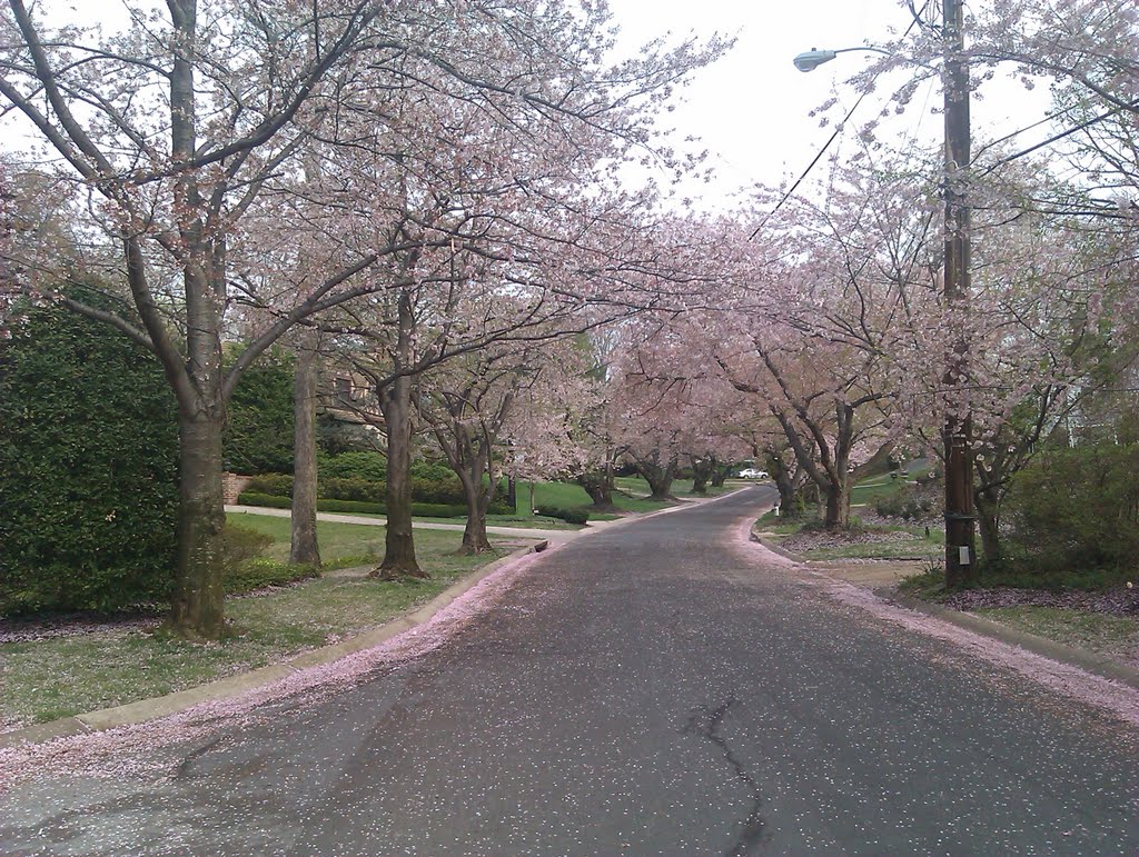 Cherry blossom in Kenwood, Бетесда