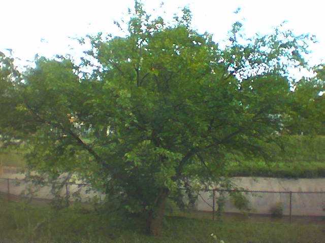 Mulberry tree by aqueduct and bike path off Arundel near 34th/Chillum Mount Rainier, MD, Брентвуд