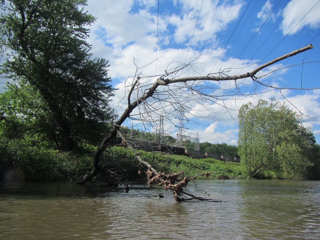 broken tree under the powerlines, Камберленд