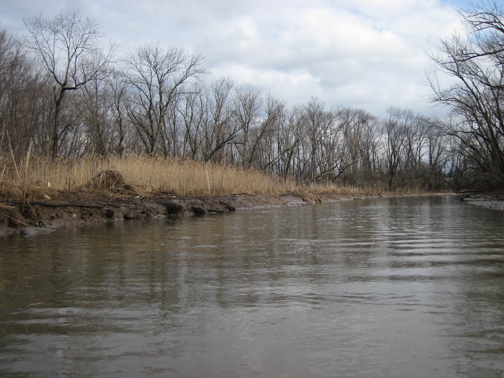 The reeds on the shore of Watts Creek, Коттедж-Сити