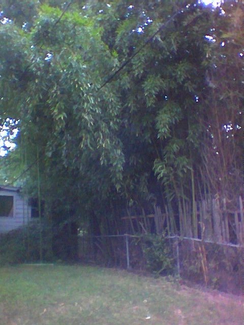 Bamboo backyard on 31st Street and Windom, Mount Rainier MD, Коттедж-Сити