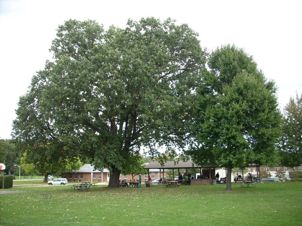 Pavilion, Oak tree, Парквилл