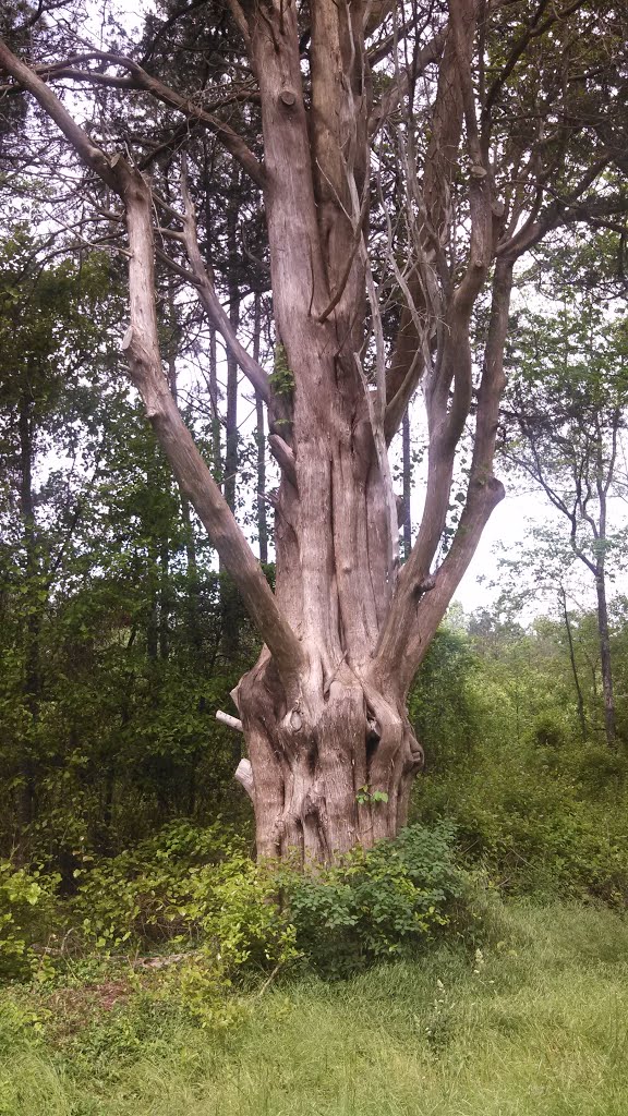 Big Old Tree, Фрутленд
