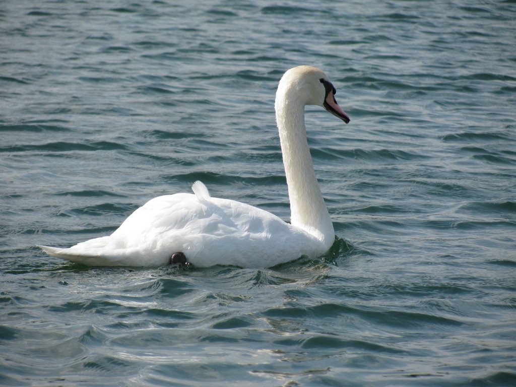 Floating Swan, Скоттсблуфф