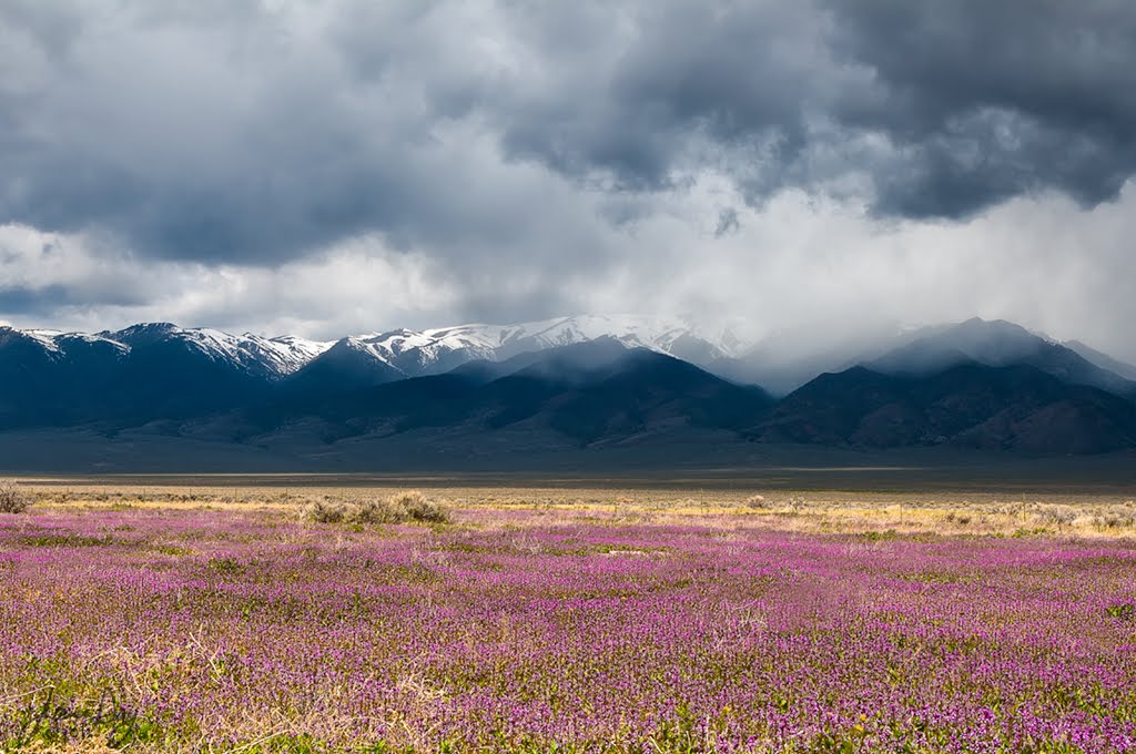 Spring ~ Basin and Range, Nevada, Виннемукка