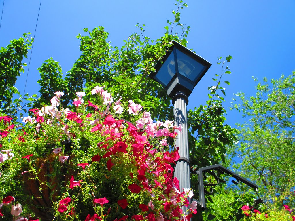 Flowered lamp post, Карсон-Сити