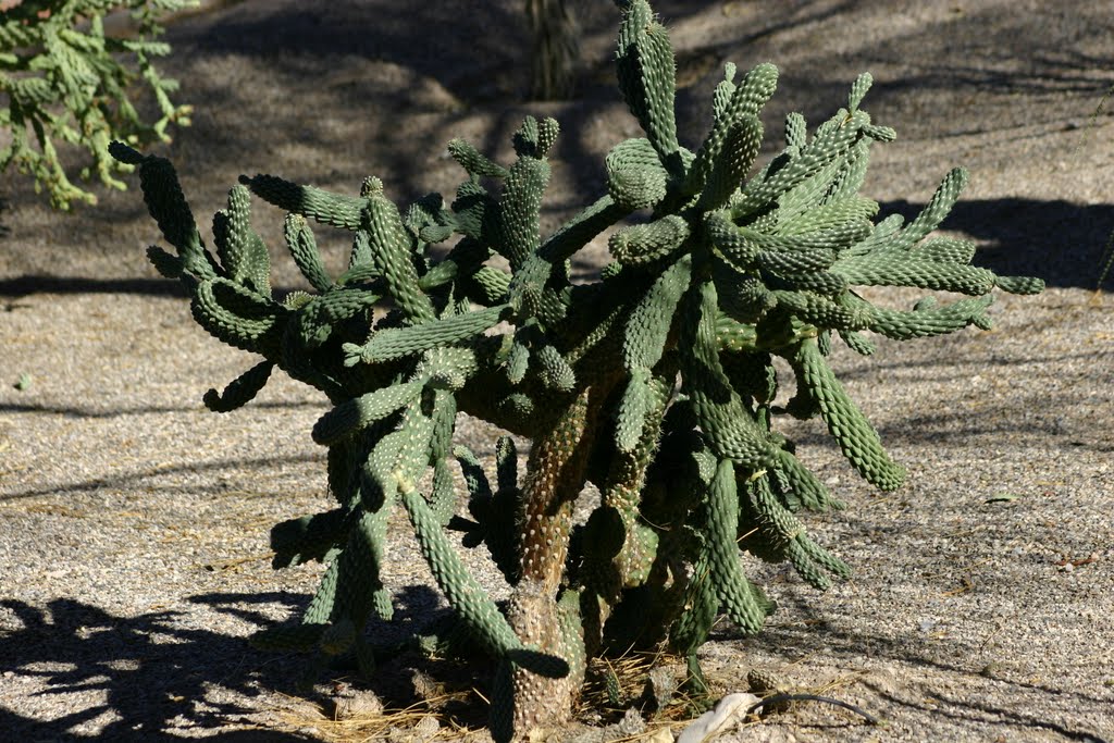 Cactus, Овертон