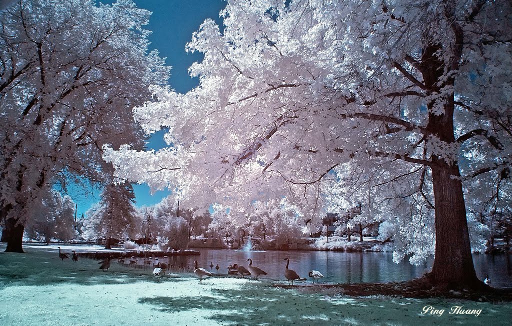 Wildlife In Idlewild Park, Reno, Nevada.  Infrared Photography, Рино