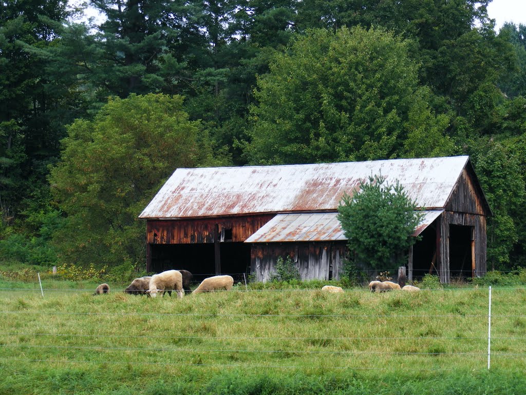Sheep and barn, Вудсвилл