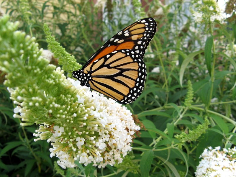 butterfly on butterfly bush, Довер