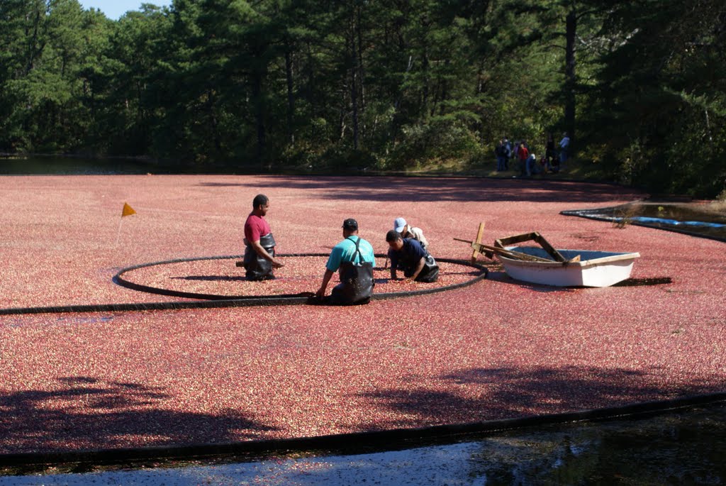 Cranberries harvest at Double Trouble State Park, NJ, Беркли