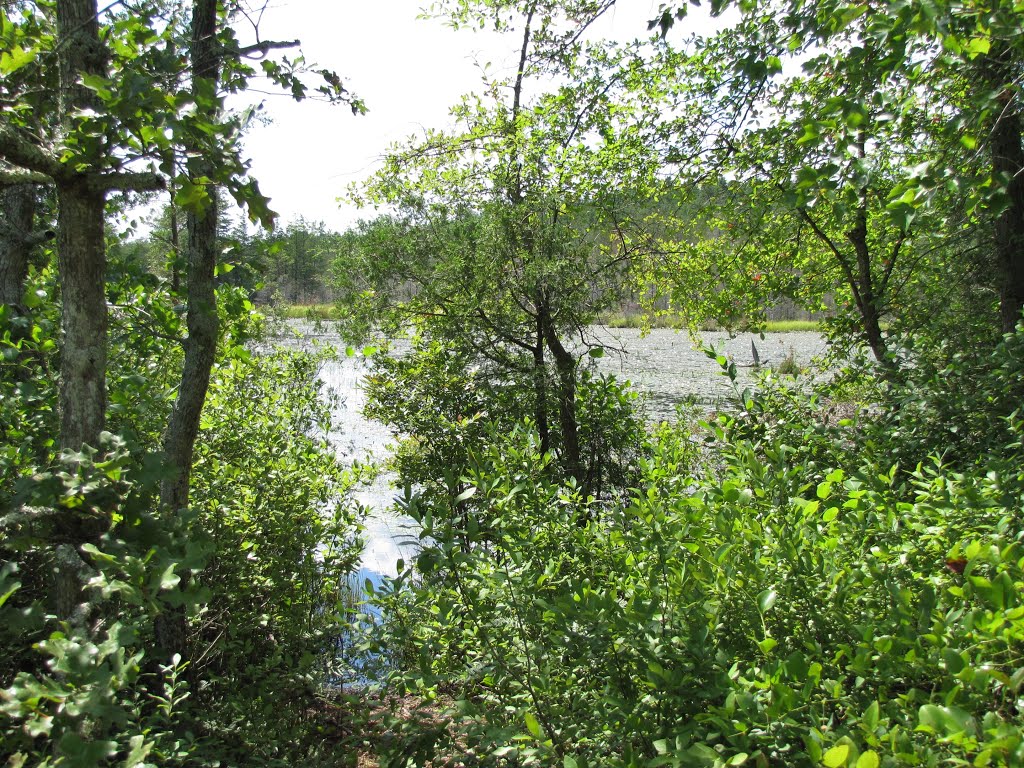 Ore Pond from Unmarked Trail, Беркли