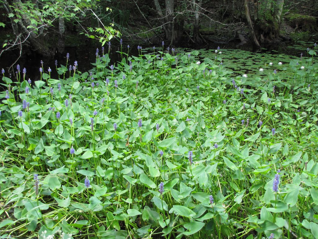 Sawmill & Reservoir Trail; Pickerelweed & White Water Lilies, Бичвуд