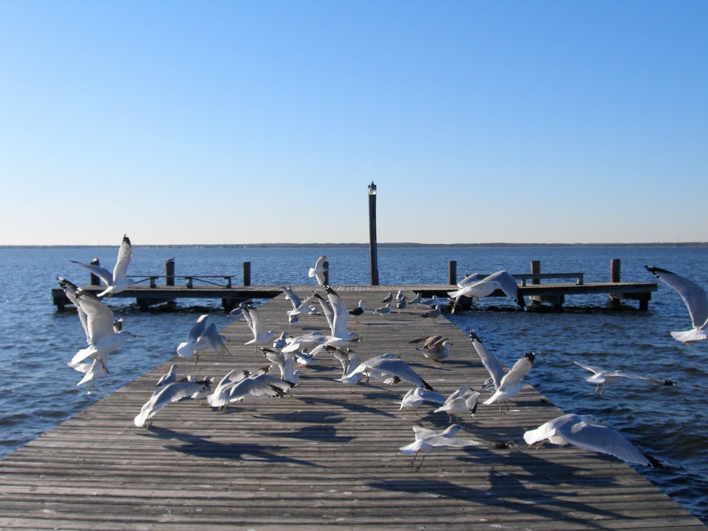 The gulls in flight, Бруклаун