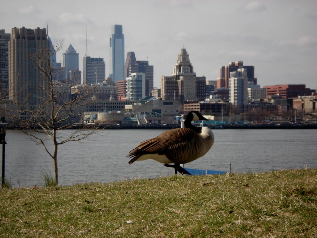 Canade Geese Philly Skyline, Камден