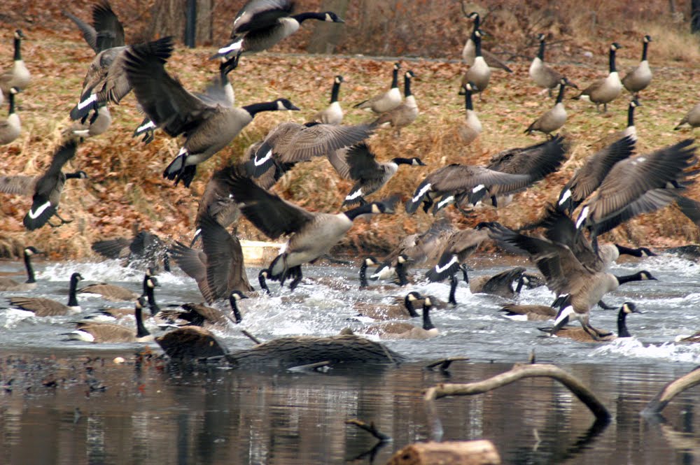 Newton Lake, Canada Geese, Коллингсвуд