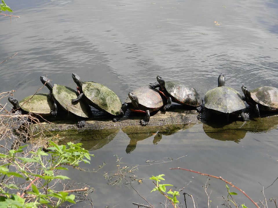 Newton Lake, Red Bellied Turtles, Коллингсвуд