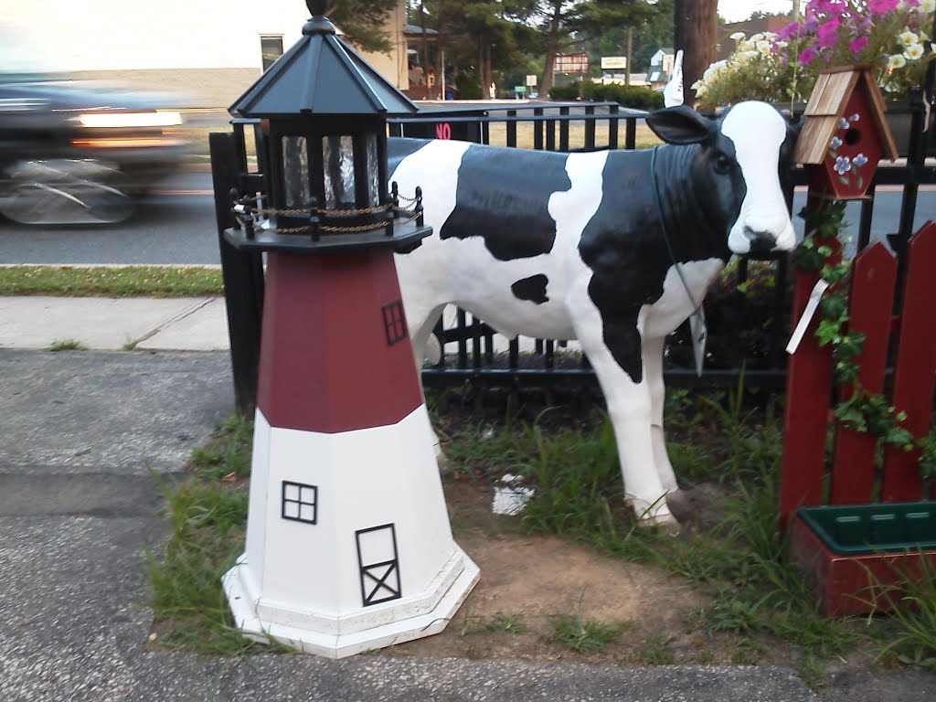 Cow at Kaylas, Коллингсвуд