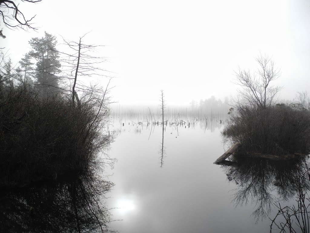 Fog on Swamp @ Horicon Lake, Lakehurst, NJ, Лейкхарст