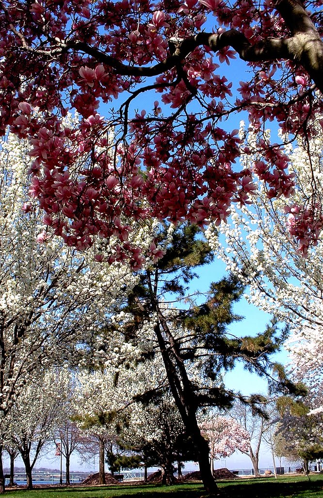 "Cherry Blossom Sky" - Harborside Walk Park - Between The Raritan Bay & Sadowsky Pkwy - Perth Amboy, NJ - 4.18.2008, Перт-Амбой