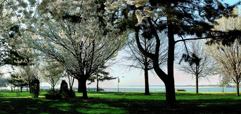 "White Blossoms" - Harborside Walk Park - Between The Raritan Bay & Sadowsky Pkwy - Perth Amboy, NJ - 4.18.2007, Перт-Амбой