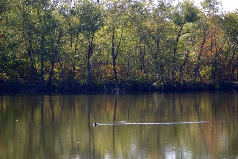 Duck On Pond, Amico Island, Риверсайд
