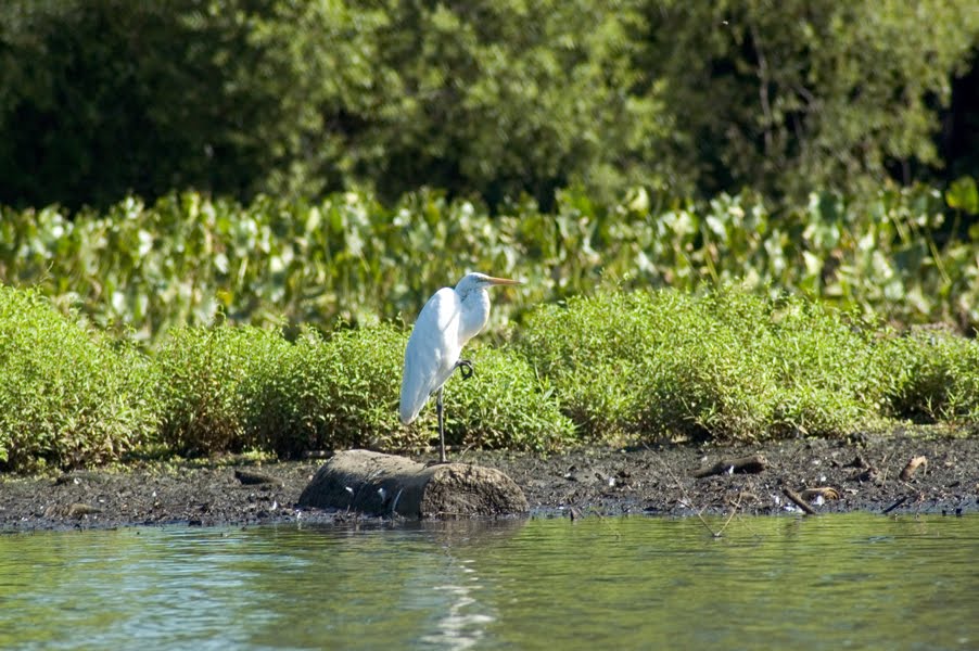 Cooper River Great Egret, Хаддон