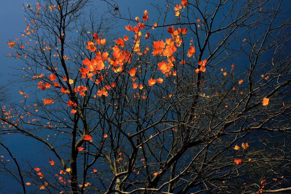 Last few ambers of the autumn fire, Броквэй