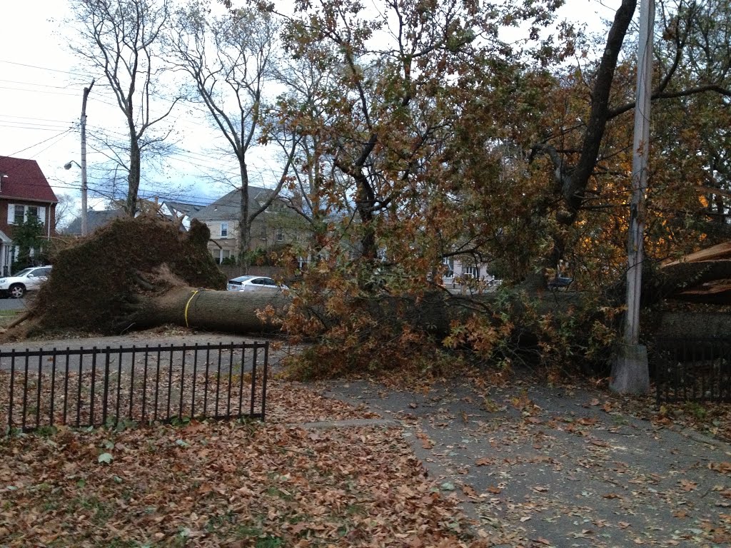 How many trees did Hurricane Sandy damage in New York?, Броквэй