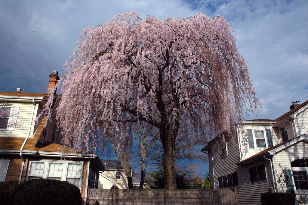 Cherry Tree in Mineola, Гарден-Сити